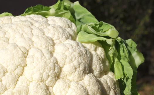 Noticia Un plato muy de Navidad, ¡la coliflor! (incluye receta)